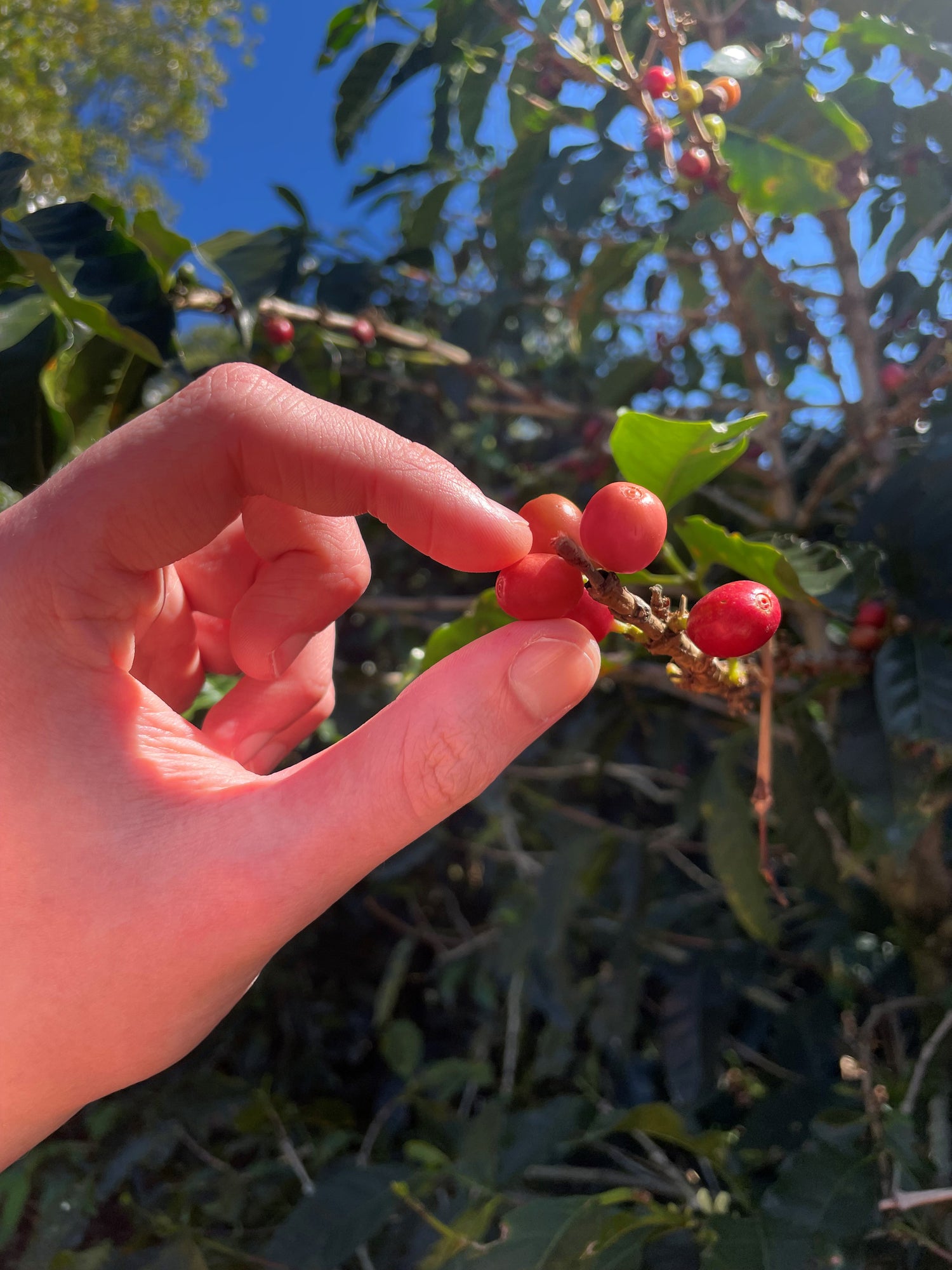 The Human Bean Coffee Sourcing Bean 