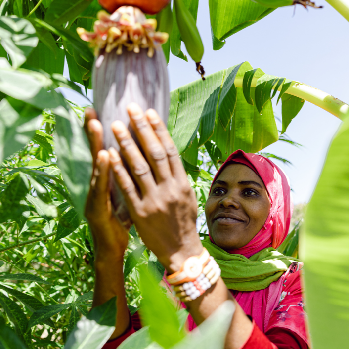 Trees for the Future - Farmer checking fruit