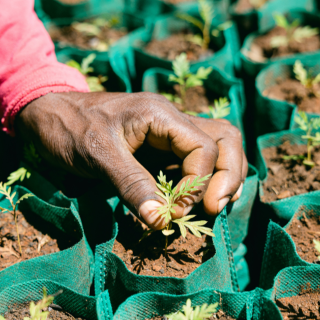 Trees for the Future - Farmer planting tree