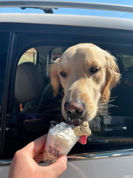 Paws for Celebration: National Dog Week