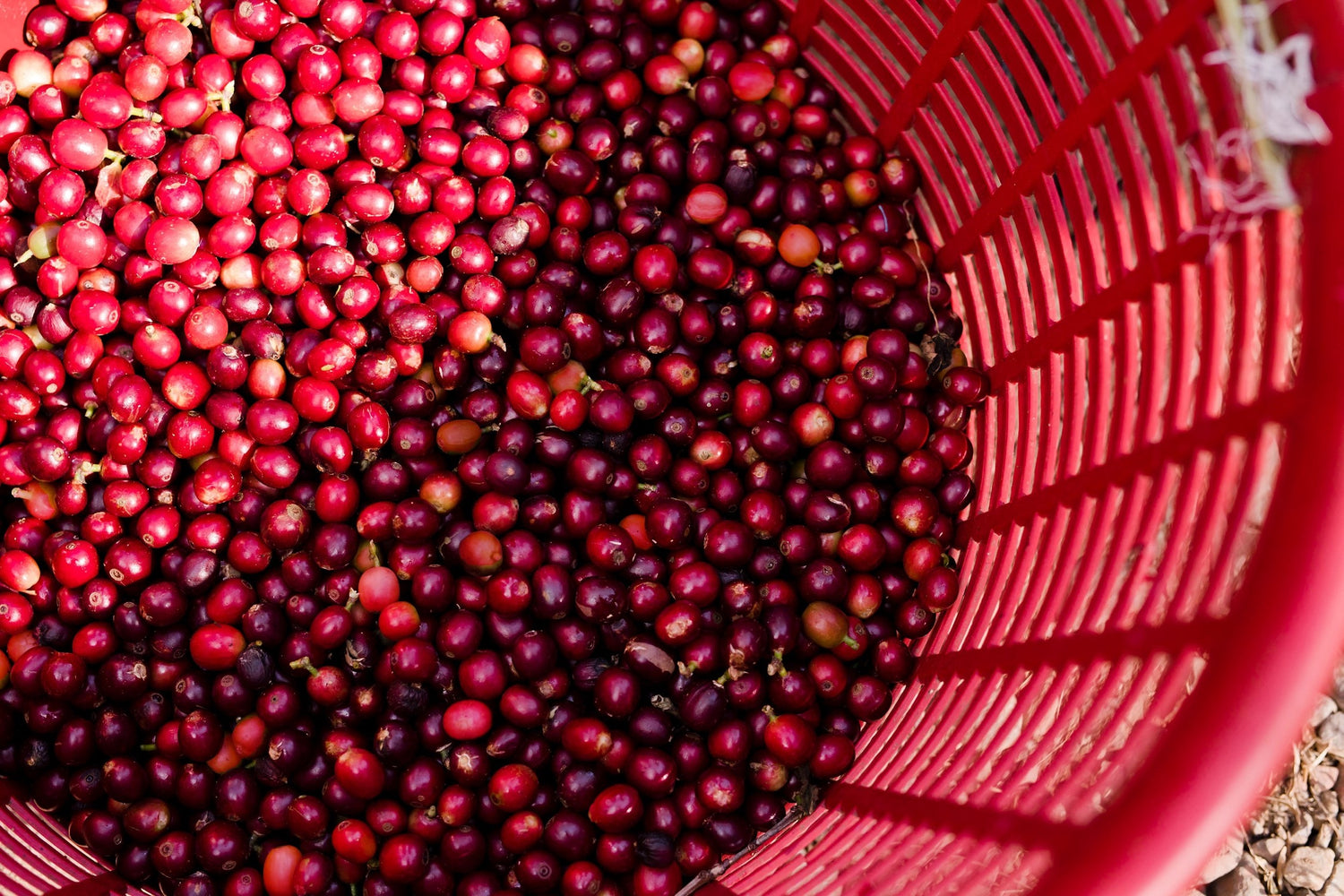 The Human Bean Coffee Red Cherry Beans