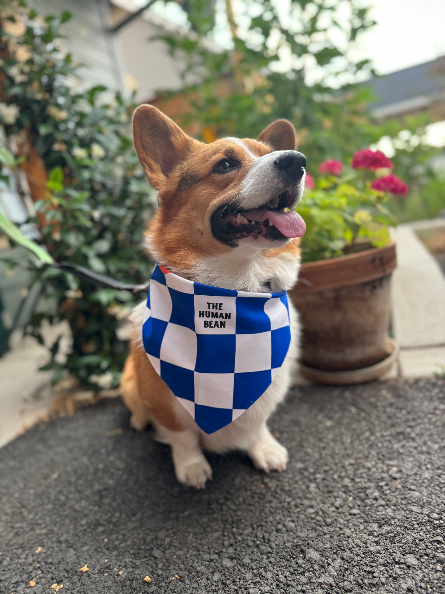 Dog Bandana - Checkered Trails