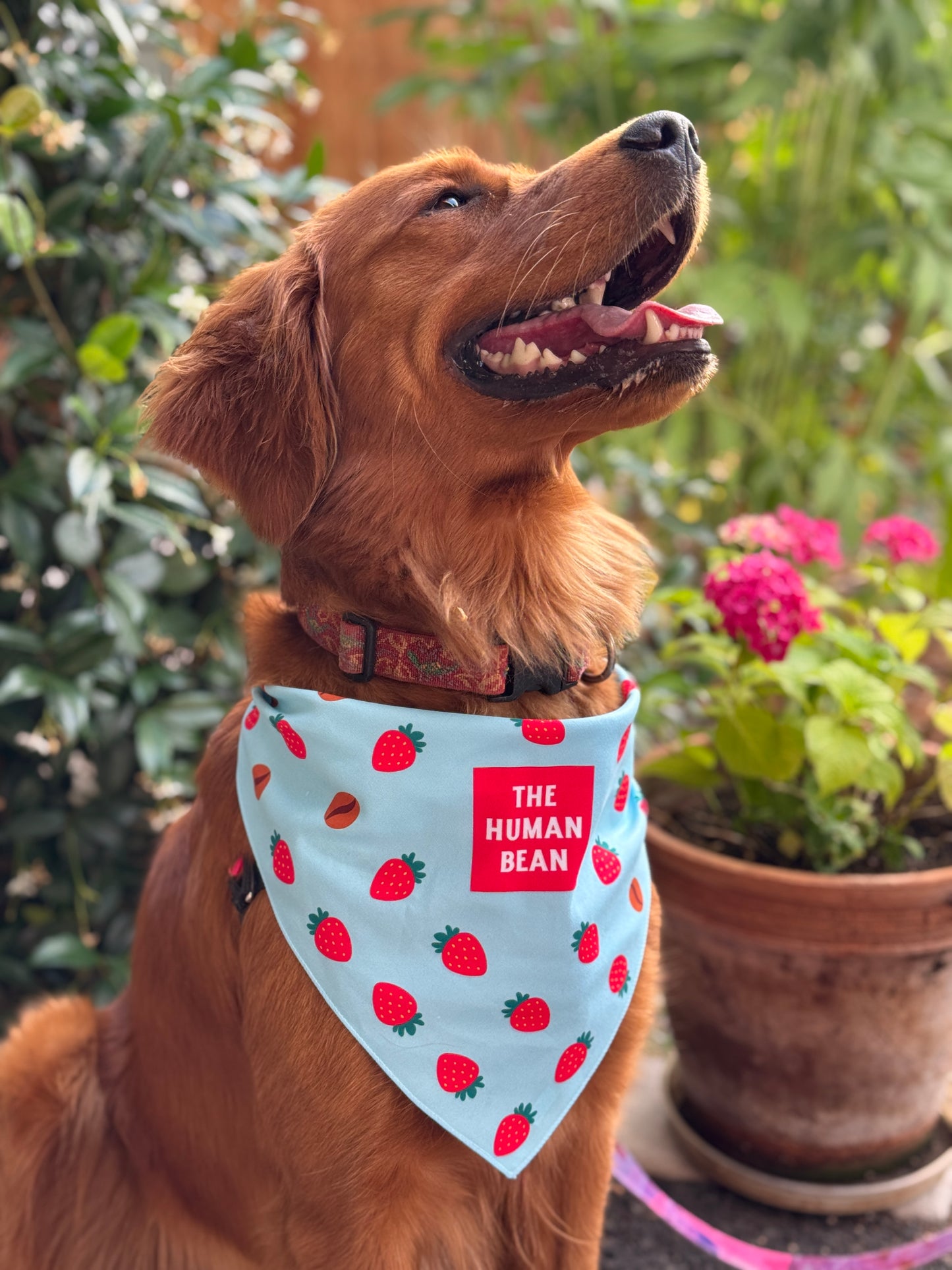 Dog Bandana - Berry Best Buddy